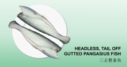 HEADLESS, TAIL OFF GUTTED PANGASIUS