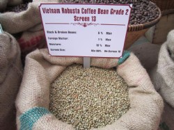 Vietnam Unwashed Robusta Coffee Grade 2 Screen 13