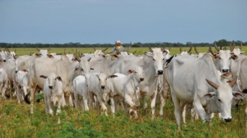 Vietnam imports 14,000 Brazilian bulls