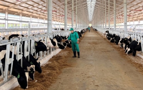 Vinamilk imports 1,000 dairy cows from US