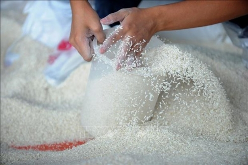 Bright outlook predicted for rice exports